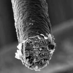 Aboriginal hair sample used in Murdoch University study
